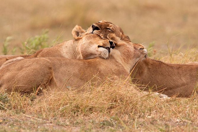 Akagera National Park Day Trip - Key points at a glance