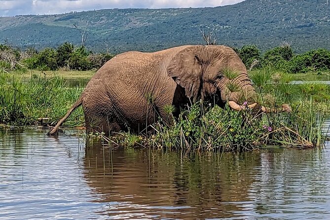 Akagera National Park Guided Day Pass - Why this Akagera day trip is worth considering