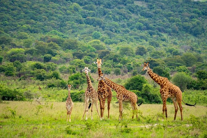Akagera National Park Guided Day Pass - Lake Ihema brings a different kind of wildlife