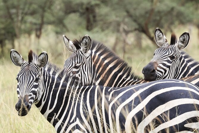 Akagera National Park Guided Day Pass - What is included, and what you still need to arrange