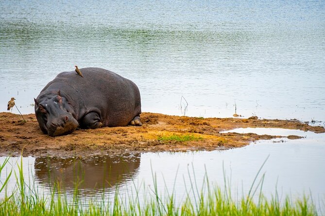 Akagera National Park Guided Day Pass - Is $285 per person good value?