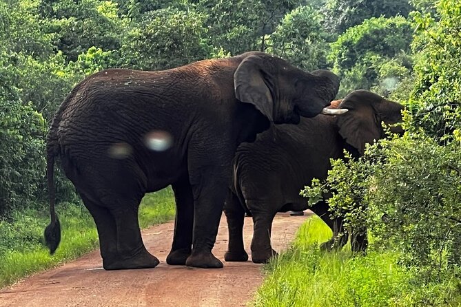 Akagera National Park Guided Day Pass - The hard parts of a one-day safari