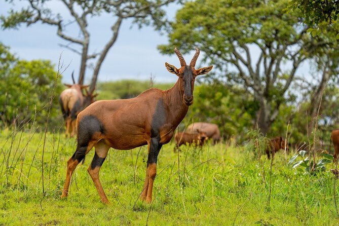 Akagera National Park Guided Day Pass - Crossing Akagera from south to north
