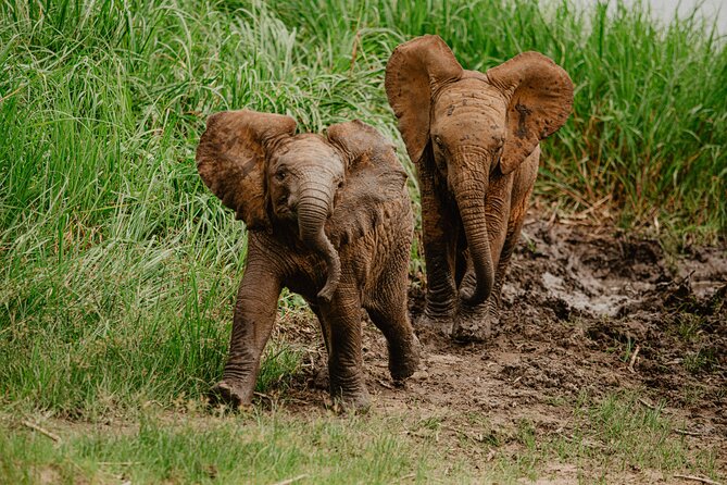 Big 5 Safari Day Trip - Searching for elephants, giraffes, and hippos
