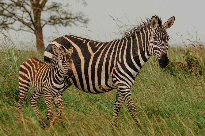 Big 5 Safari Day Trip - What makes the guides worth listening to
