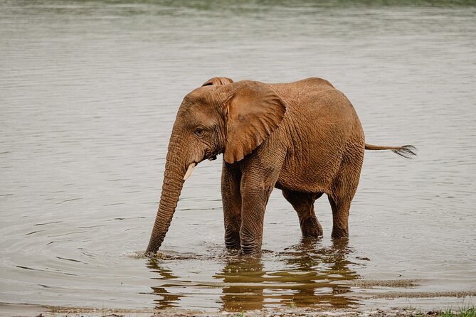 Big 5 Safari Day Trip - The real cost of a $283 safari