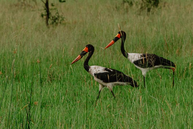 Big 5 Safari Day Trip - The long middle of the day