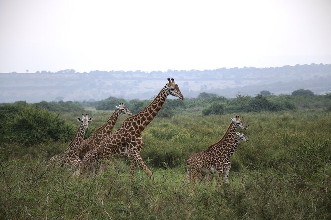 Cool Share Day Akagera Game Drive, Daily Depart, Boat Ride, Lunch - Why this Akagera day trip works from Kigali