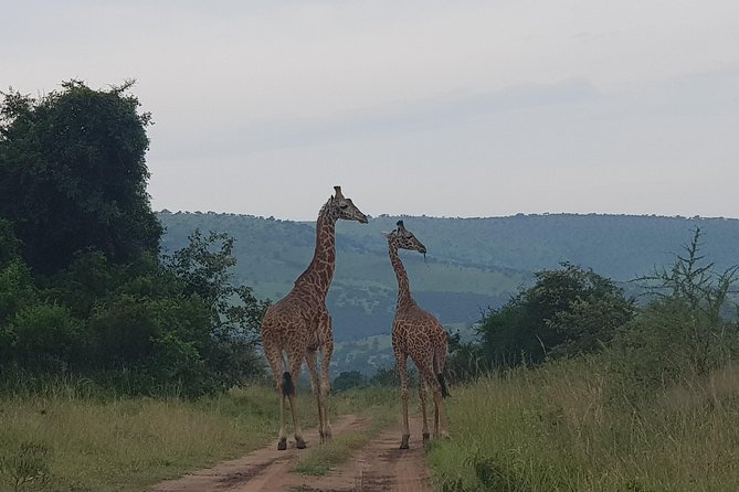 Cool Share Day Akagera Game Drive, Daily Depart, Boat Ride, Lunch - The wildlife experience, from big mammals to small details