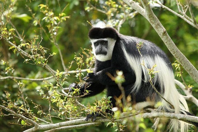 Discover the Beauty of Rwanda in 12Days - Why this 12-day Rwanda route works