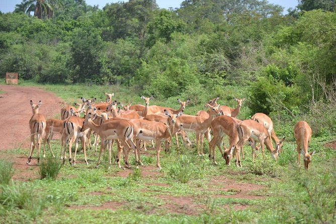 Discover the Beauty of Rwanda in 12Days - The guide and the small-group format