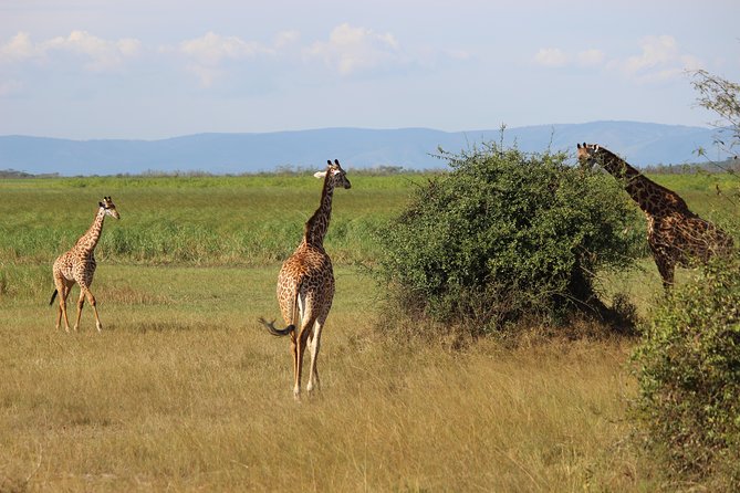 Discover the Beauty of Rwanda in 12Days - Who will enjoy this tour most