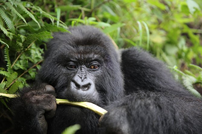 Discover the Beauty of Rwanda in 12Days - Starting in Kigali and meeting the Neza Safaris team