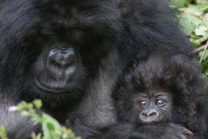 From Kigali: 10 Hour Day-trip Rwanda Gorilla Trekking with Lunch - Why this short Rwanda tour works