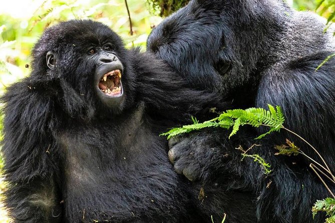 From Kigali: 10 Hour Day-trip Rwanda Gorilla Trekking with Lunch - The one-hour gorilla encounter