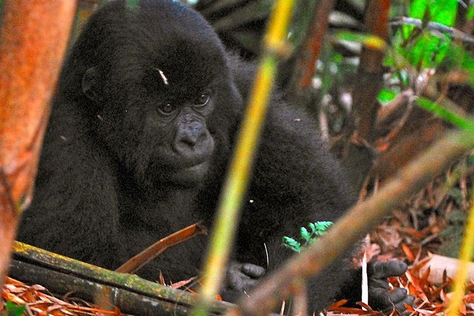 From Kigali: 10 Hour Day-trip Rwanda Gorilla Trekking with Lunch - Lunch and the return to Kigali