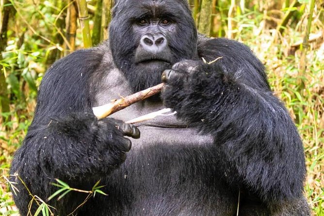 From Kigali: 10 Hour Day-trip Rwanda Gorilla Trekking with Lunch - Is $332.86 good value?