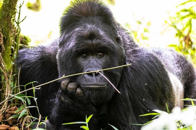 From Kigali: 10 Hour Day-trip Rwanda Gorilla Trekking with Lunch - Guides, drivers, and service