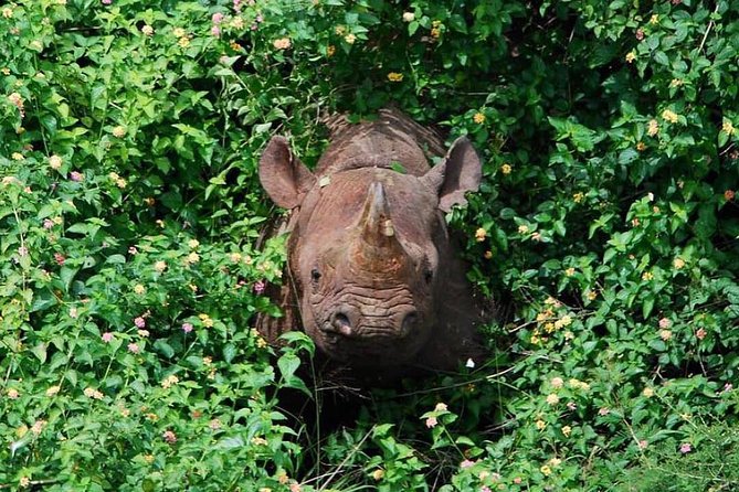 From Kigali: 12 Hour Custom Day trip for game Drive in Akagera NP - Option one: the seven-hour game drive