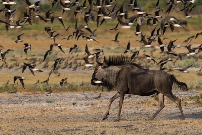 From Kigali: 12 Hour Custom Day trip for game Drive in Akagera NP - Option two: Lake Ihema boat trip and a shorter drive