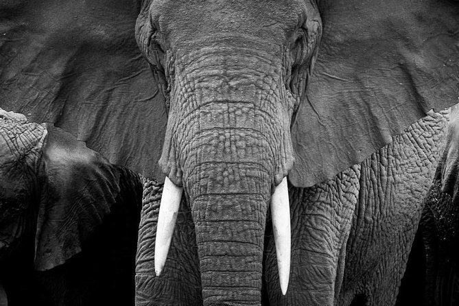 From Kigali: 12 Hour Custom Day trip for game Drive in Akagera NP - What the $323.30 price really buys