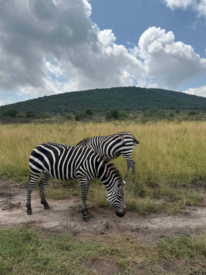 From Kigali: Akagera National Park Safari game drive - The Big Five, with realistic expectations