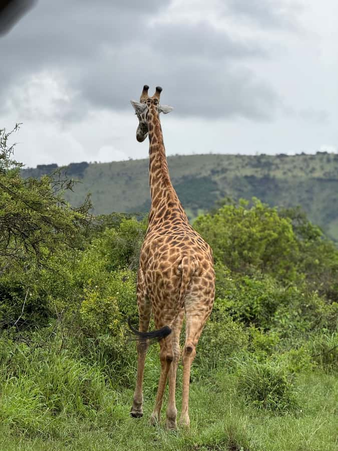 From Kigali: Akagera National Park Safari game drive - The sunset sundowner