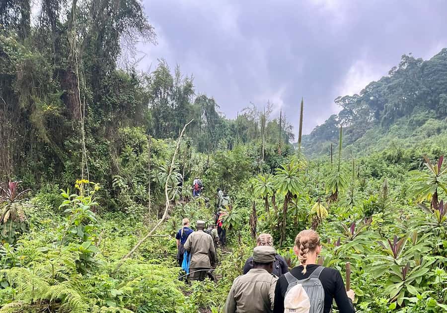 From Kigali: Bisoke Summit Trek, Crater Lake 1 Day Safari - From Farmland to Volcanoes National Park Forest