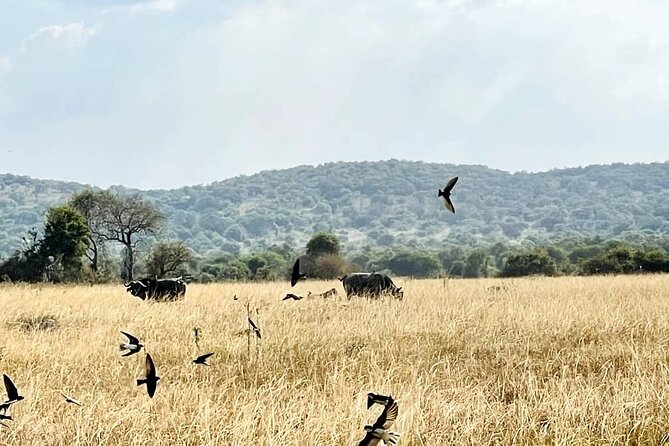 Full Day Akagera National Park Game Drive and Boat Safari - Key points before you book