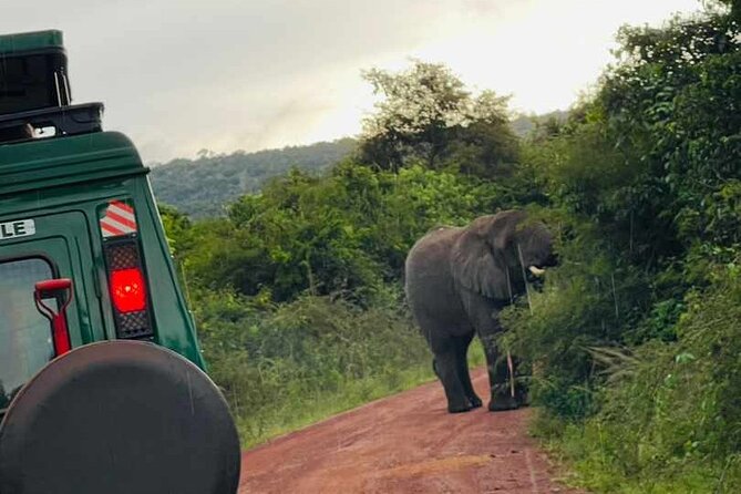 Full Day Akagera National Park Game Drive and Boat Safari - Leaving Kigali at 5:00 am