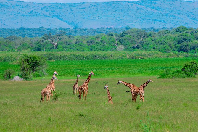Full-Day Private Safari of Akagera National Park with Lunch - The early drive from Kigali