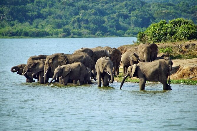 Full Day Shared Akagera Safari Tour with Lunch and Coffee - A very early start from Kigali