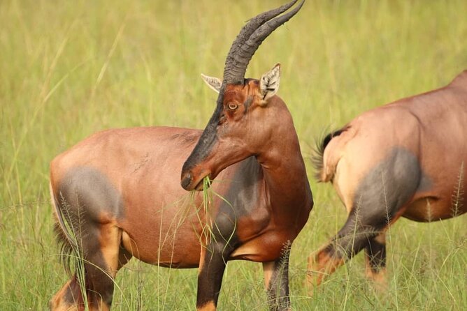 Full Day Shared Akagera Safari Tour with Lunch and Coffee - Lunch, drinks, and what the price covers