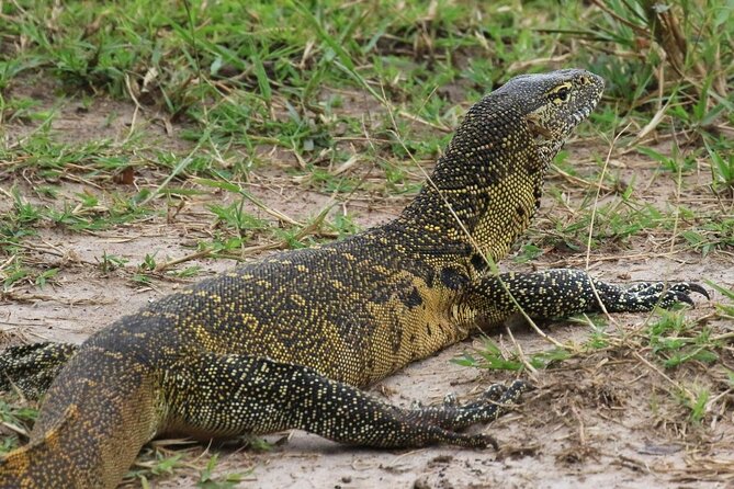 Full Day Shared Akagera Safari Tour with Lunch and Coffee - Shared transport and the group-size question
