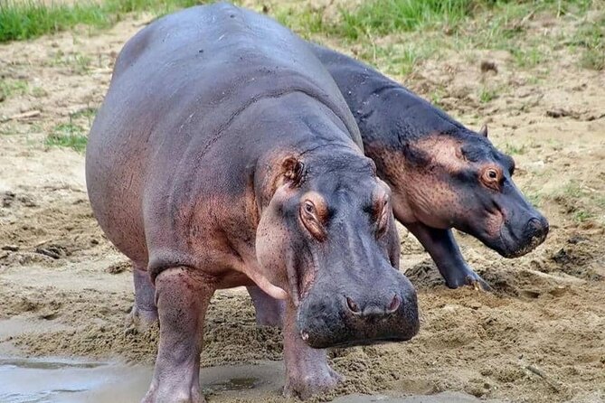 Full Day Shared Akagera Safari Tour with Lunch and Coffee - Guides, communication, and service