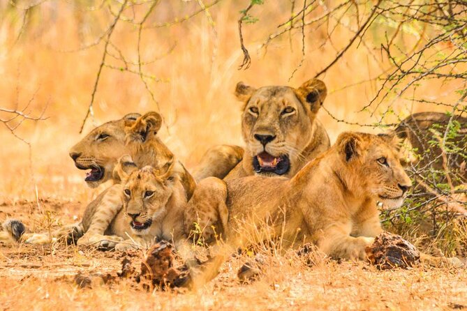 Full Day Shared Akagera Safari Tour with Lunch and Coffee - Entering Akagera National Park