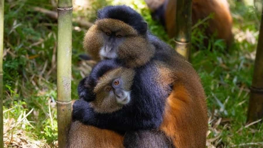 Golden Monkey Trekking with lunch - Key points to know before you book