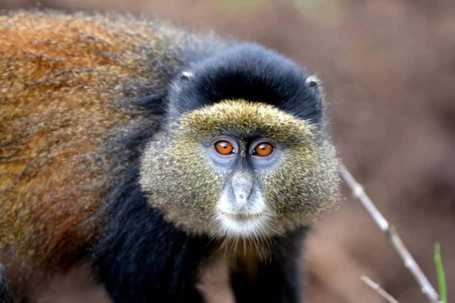 Golden Monkey Trekking with lunch - Lunch and the three-hour park visit