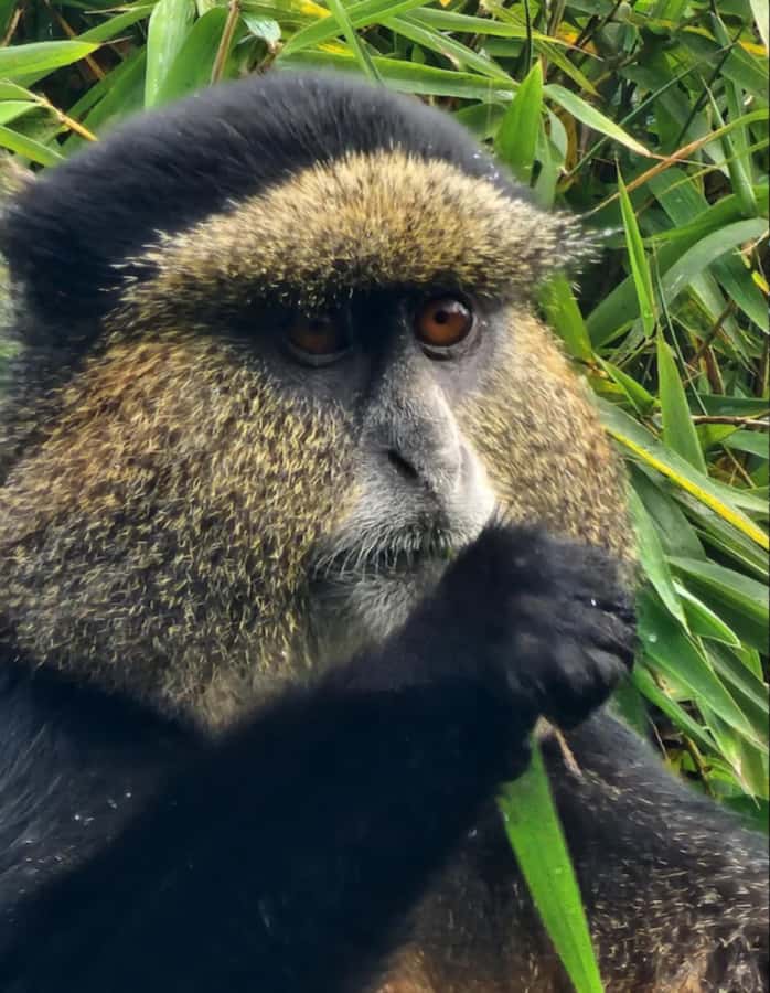 Golden Monkey Trekking with lunch - The guide can shape the whole day