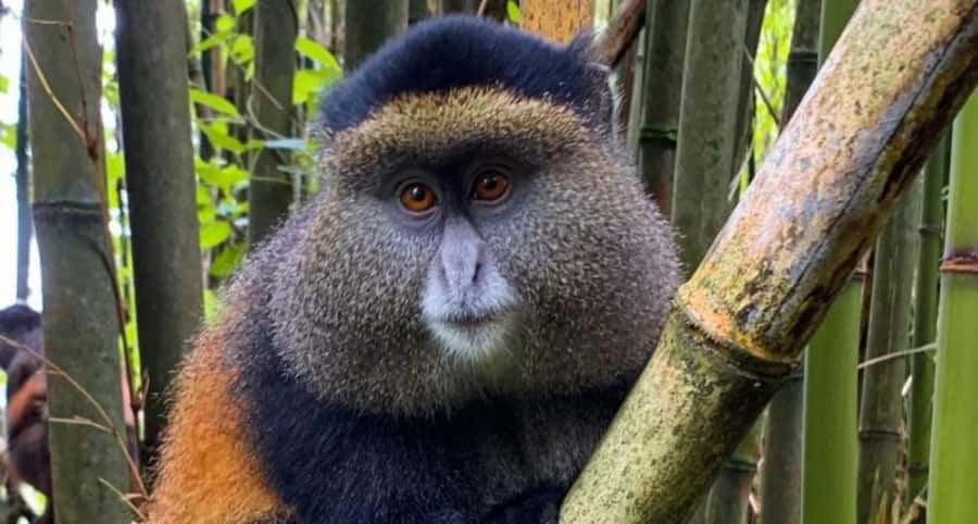 Golden Monkey Trekking with lunch - Should you book it?