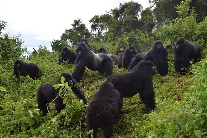 Gorilla trekking &wildlife adventure in Rwanda - Rwanda’s big wildlife circuit in eight days
