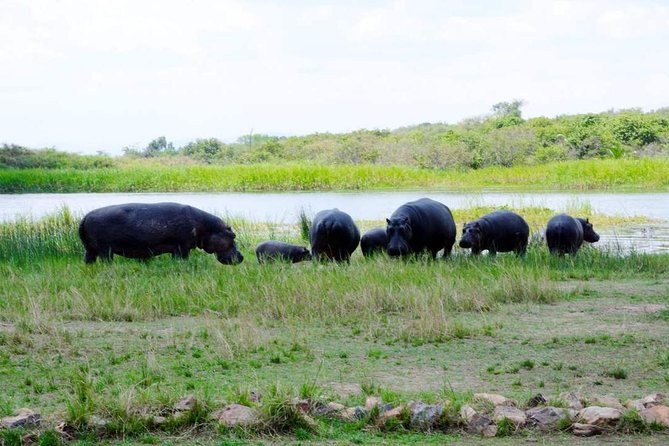 Gorilla trekking &wildlife adventure in Rwanda - Golden monkeys and the Volcanoes region