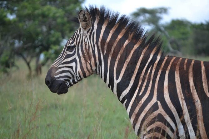 Gorilla trekking &wildlife adventure in Rwanda - Nyungwe Forest and chimpanzee trekking