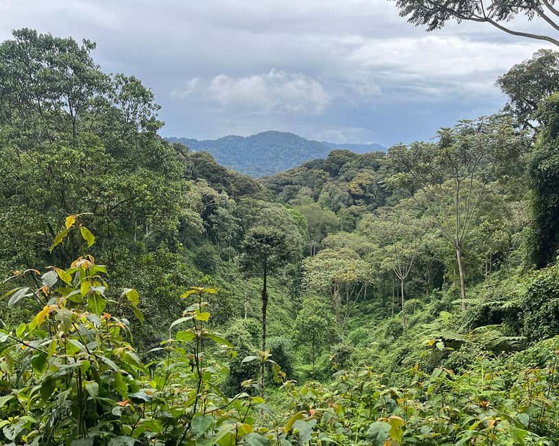 Kigali:1 Day Nyungwe Canopy Walk & Waterfall Tour adventure - Key points to know before you book