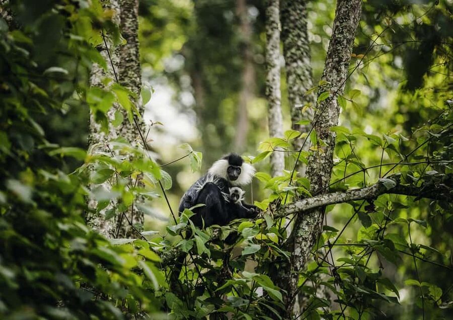 Kigali:1 Day Nyungwe Canopy Walk & Waterfall Tour adventure - The long road from Kigali to Nyungwe
