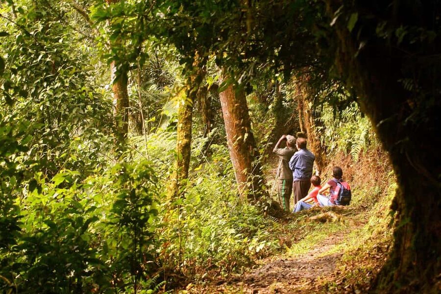 Kigali:1 Day Nyungwe Canopy Walk & Waterfall Tour adventure - What the canopy walkway is really like