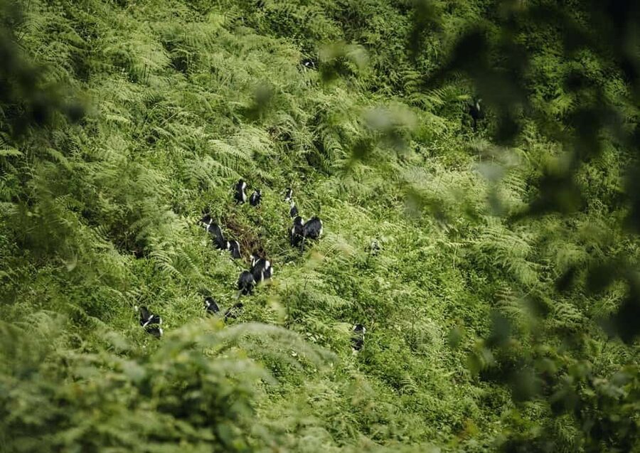 Kigali:1 Day Nyungwe Canopy Walk & Waterfall Tour adventure - Hiking to Ndambarare waterfall