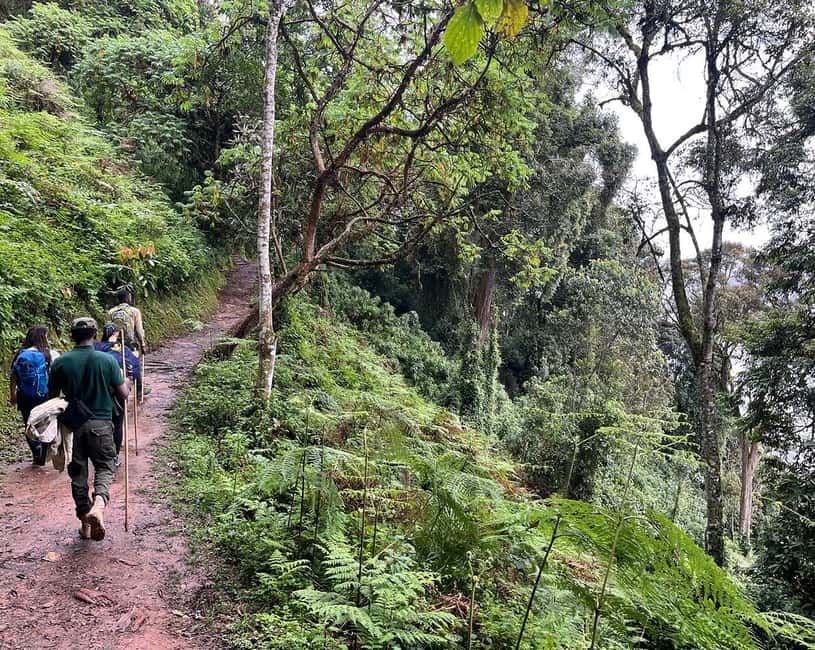 Kigali:1 Day Nyungwe Canopy Walk & Waterfall Tour adventure - Price, park fees, and the value question