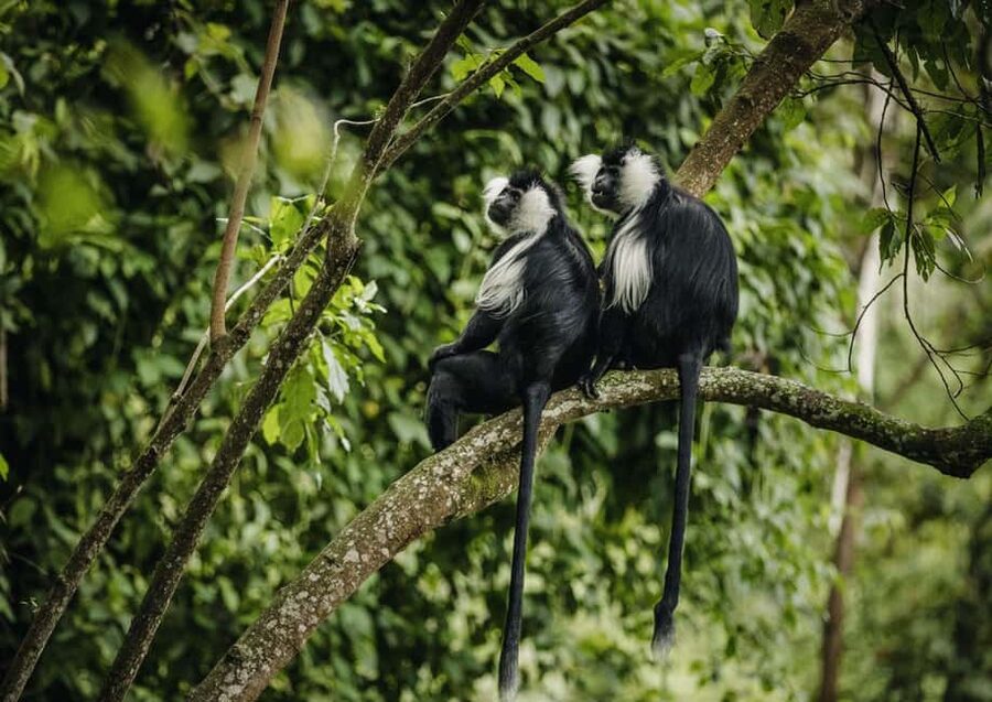Kigali:1 Day Nyungwe Canopy Walk & Waterfall Tour adventure - Who should book this Nyungwe day trip?