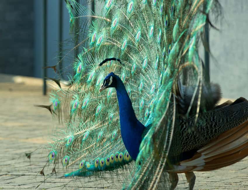 Kigali Eco Park Bird Watching Experience - How to make the most of the walk